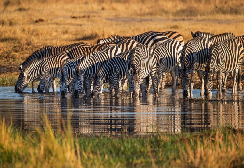 1 day tanzania safari to Ngorongoro crater