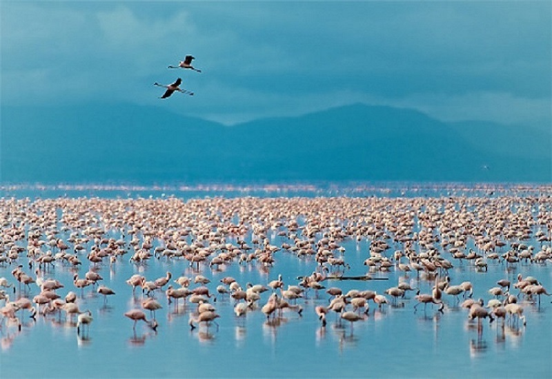 1 day safari tours to Lake Manyara