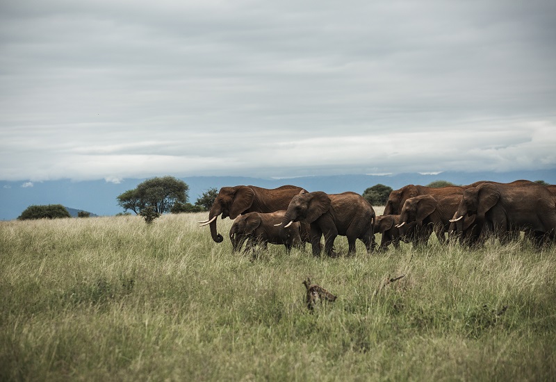 1 day Tanzania safari to Tarangire National Park