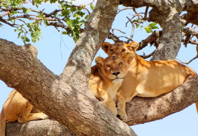 2 days Tanzania safari travel to Lake Manyara & Ngorongoro crater