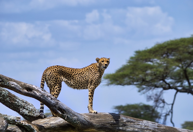 3 days Tanzania safari to Arusha, Lake Manyara and Tarangire National Parks