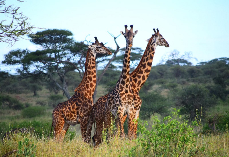 3 days Tanzania sharing safari to Tarangire, Ngorongoro and Lake Manyara national parks