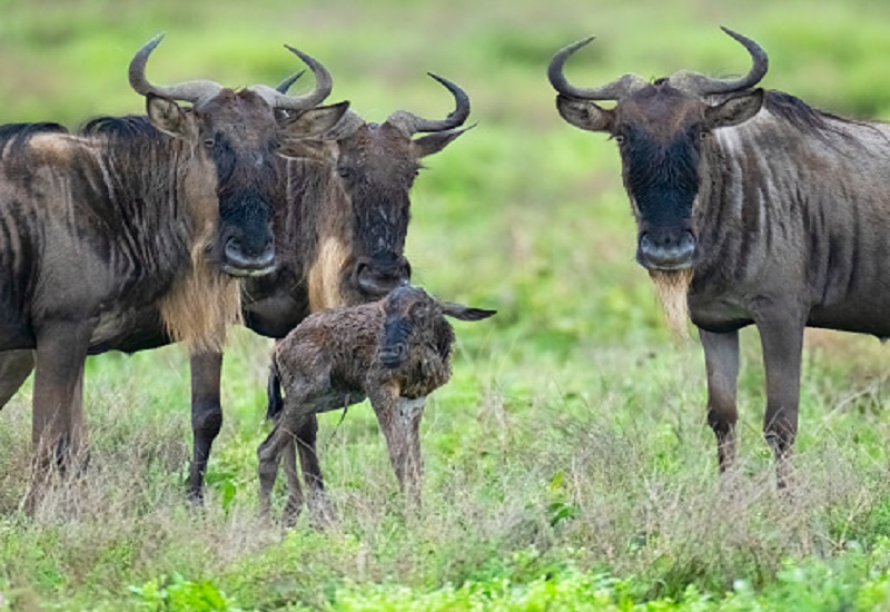 4 days Tanzania private Ndutu migration calving season Tanzania safari