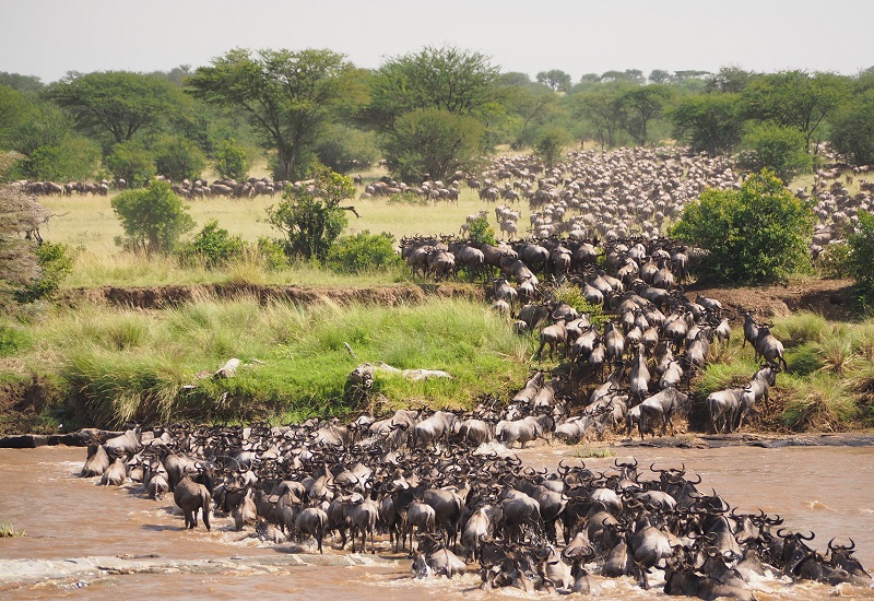 4 days Tanzania Serengeti migration safari