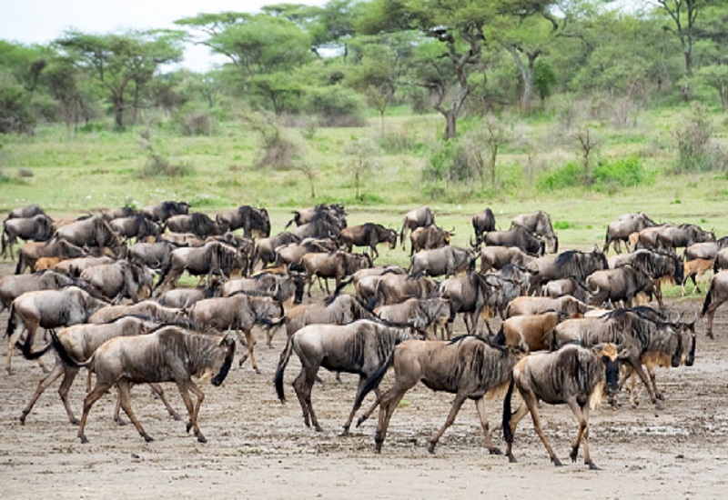 4 days wildebeest migration Tanzania safari calving season (December to March)