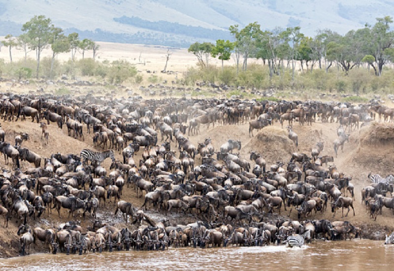 5 days Serengeti great migration Tanzania safari