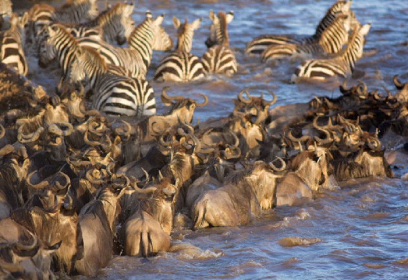 5 days Serengeti Tanzania wildebeest migration (April-May)