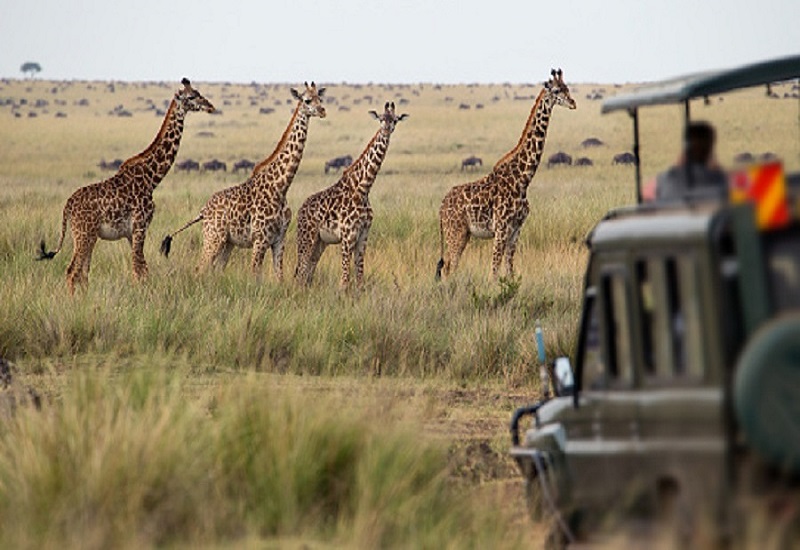 5 days Tanzania safari to Tarangire, Serengeti, Ngorongoro and Lake Manyara National Parks