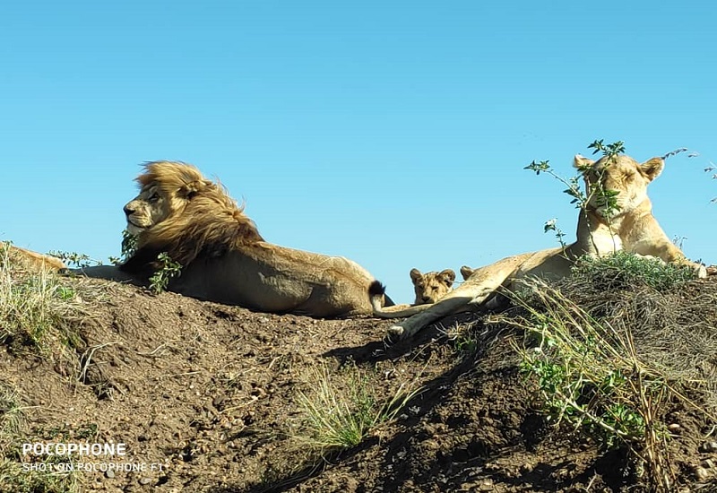 5 days group tour to Serengeti, Tarangire, Ngorongoro and Lake Manyara national parks