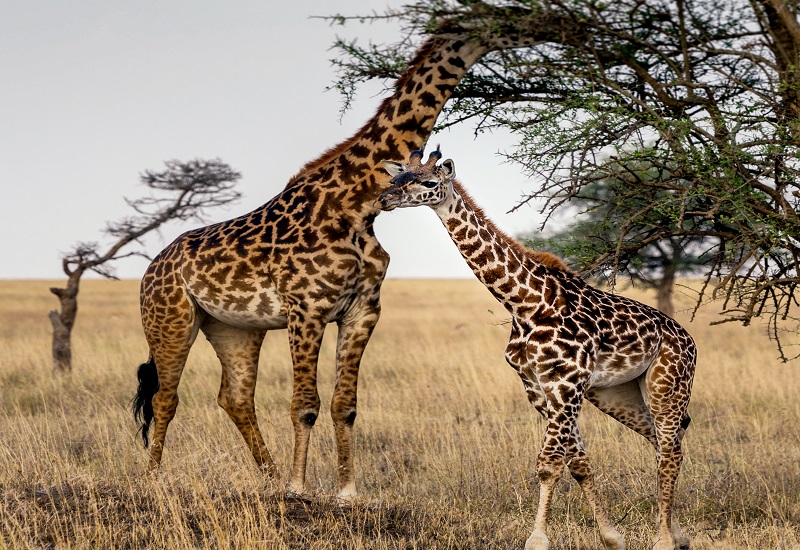 2 days Tanzania safari travel to Lake Manyara & Ngorongoro crater