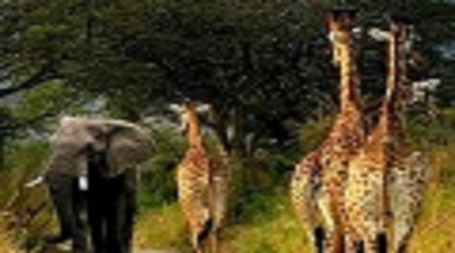 3 days Tanzania safari to Serengeti National Park & Ngorongoro crater