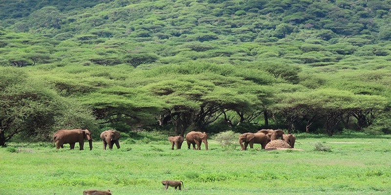 3 days Tanzania Safari luxury