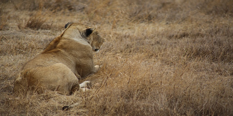 4 days Tanzania Serengeti Migration Safari Packages