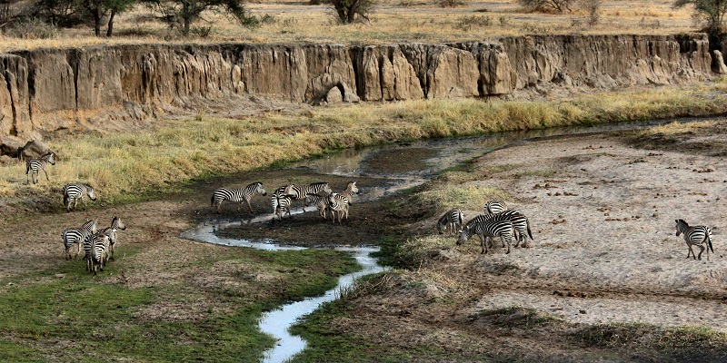 Kilimanjaro Hiking & Tarangire National Park trip 