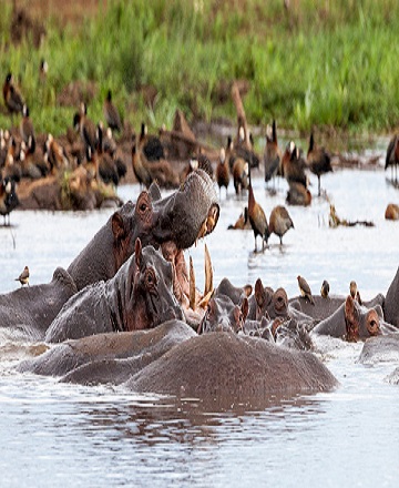 1 day Tanzania safari to Lake Manyara national park