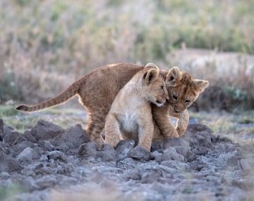 1 Days Safari To Tarangire National Park