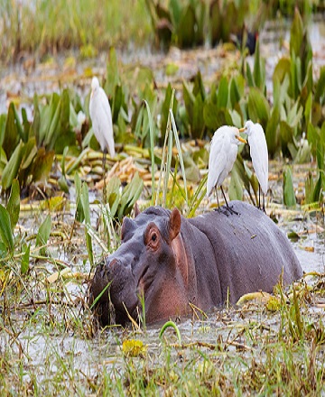 2 days Tanzania safari to Tarangire national park and Ngorongoro crater