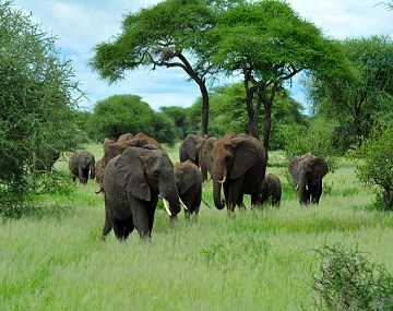 2 days Tarangire National Park and Ngorongoro Crater Tanzania safari