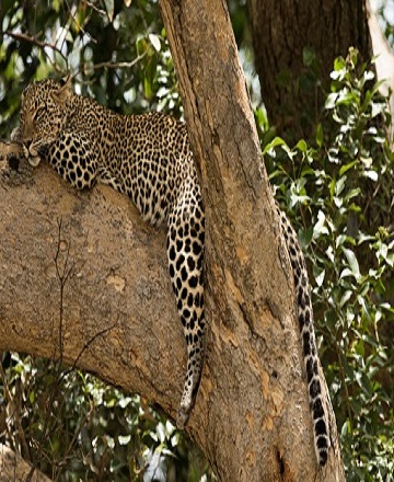 3 days Tanzania safari to Arusha, Tarangire and Lake Manyara National Parks