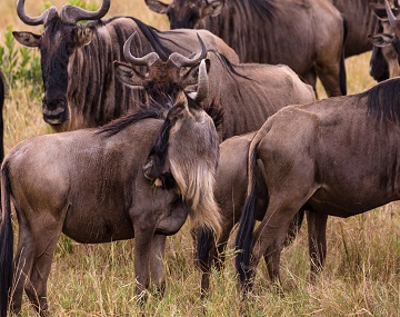 4-days-private-ndutu-migration-safari-calving-season 