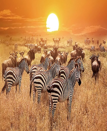 4 days Tanzania Serengeti migration calving season safari