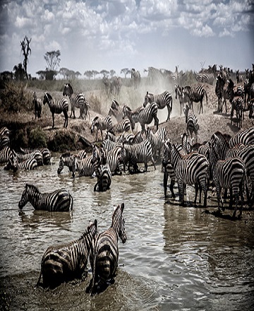 4 days Tanzania Serengeti migration safari tour