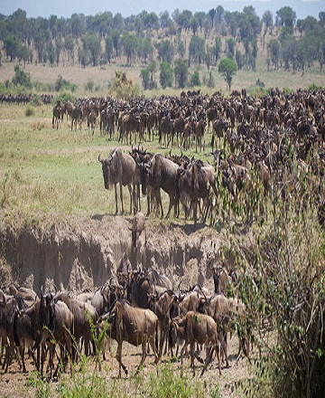 5 days Tanzania Serengeti great migration safari