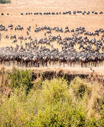 6 days big migration Tanzania safari tour