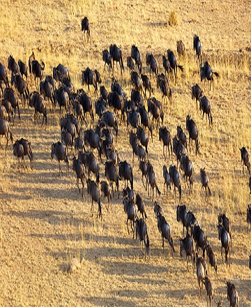 6 days Tanzania wildebeest migration safari, June