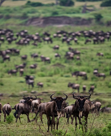 5 days Serengeti wildebeest migration green season Tanzania safari