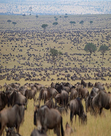 5 days Serengeti Tanzania wildebeest migration safari