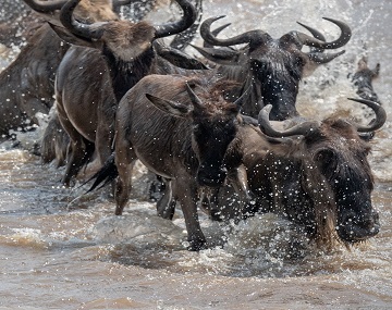 Serengeti Wildebeest Migration Safari