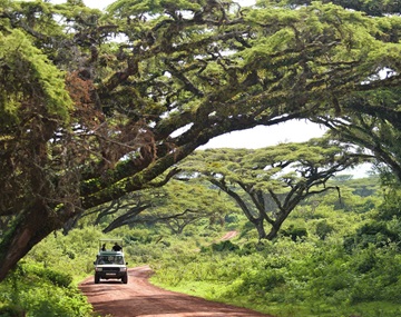 1 Days Safari To Tarangire National Park