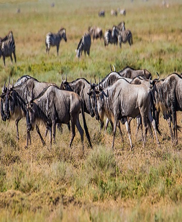 4 days Tanzania safari private ndutu migration calving season