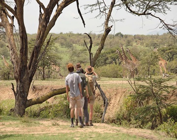 Walking Safaris