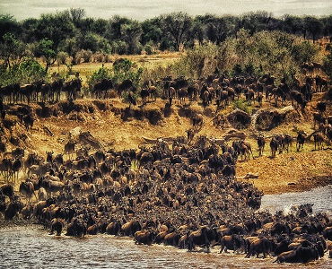 3 days Tanzania safari to Lake Eyasi, Tarangire & Ngorongoro