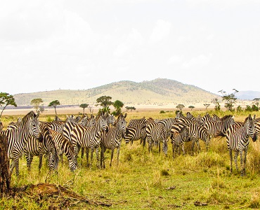 Big migration safari for six days