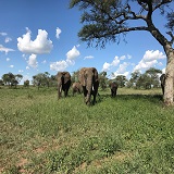 Tanzania travel safari day trip to Arusha National Park