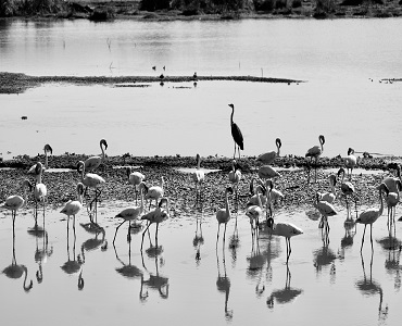 Day trip tours to Lake Manyara National park