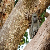 2 Days Tanzania safari to Lake Manyara National Park & Ngorongoro Crater