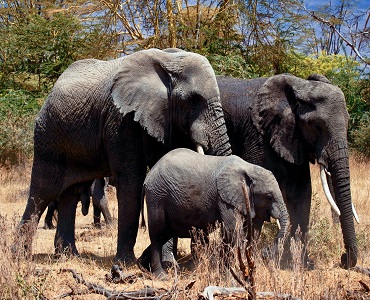 Safari tours to Arusha National Park in Tanzania with BEST BUY SAFARIS