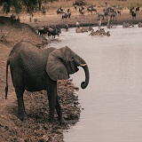 Tarangire national park 1 day safari tours in Tanzania