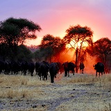 Tarangire national park 1 day safari tours in Tanzania